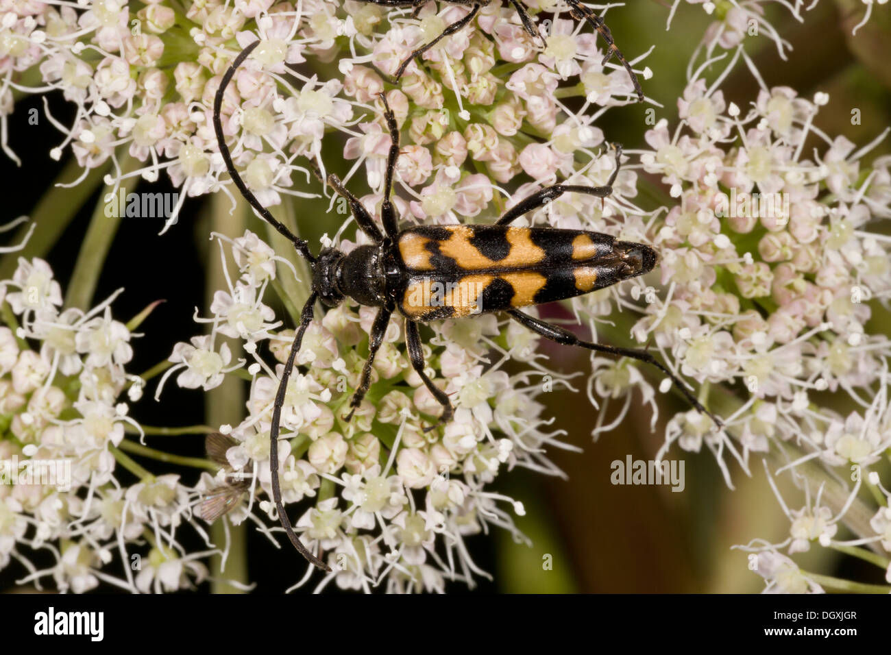 An uncommon Longhorn Beetle, Strangalia quadrifasciata feeding on Angelica pollen. Stock Photo