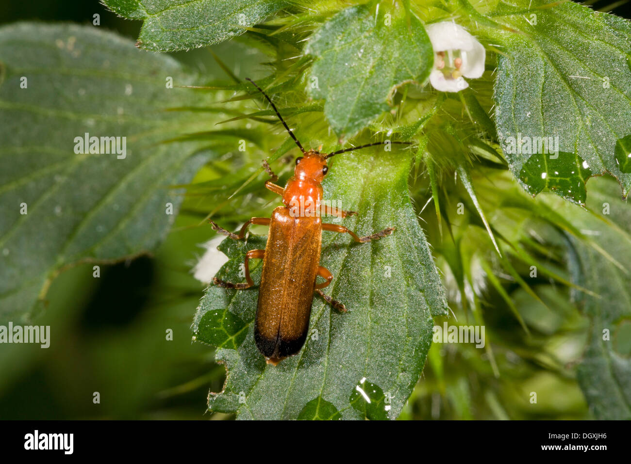 An orange soldier beetle, Cantharis livida Stock Photo