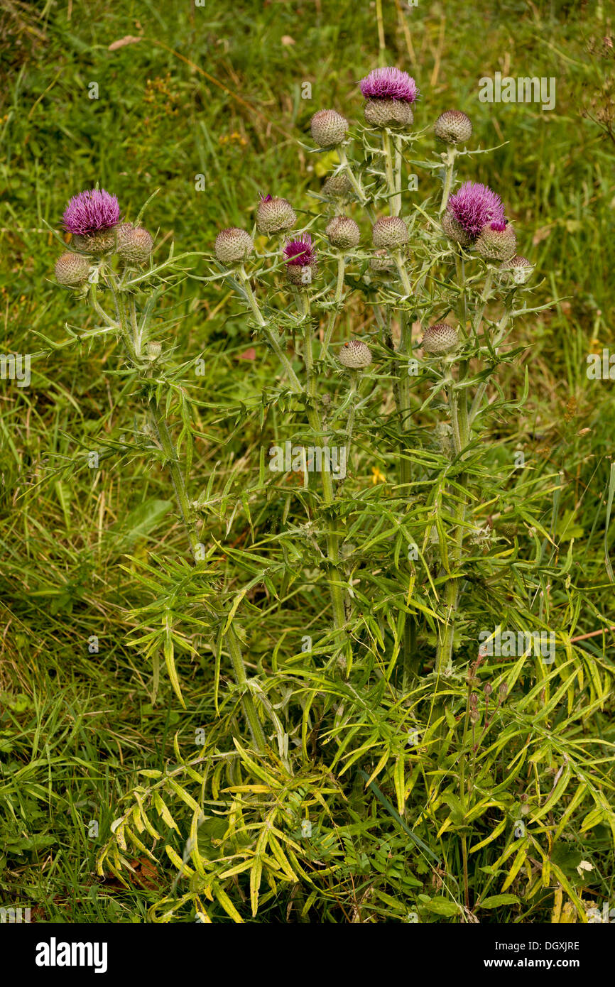 Woolly Thistle, Cirsium eriophorum in flower in limestone grassland. Stock Photo