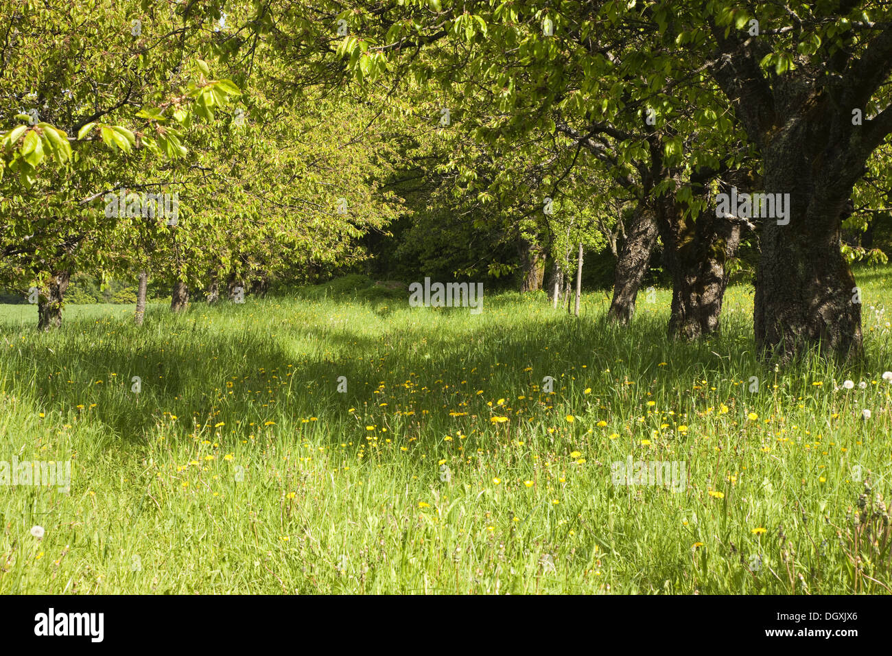 Green apple in grass hi-res stock photography and images - Alamy