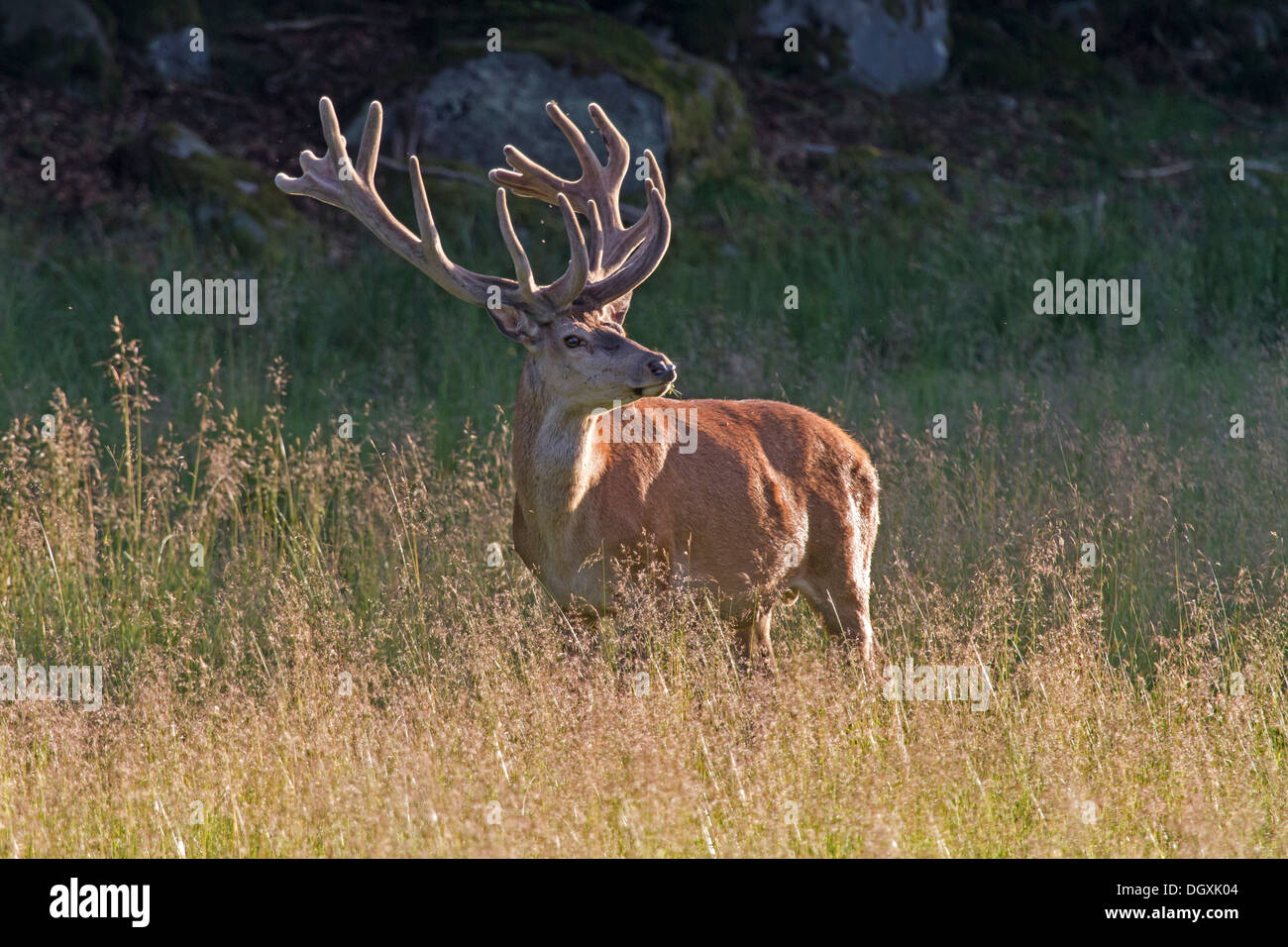 Red Deer (Cervus elaphus) Stock Photo