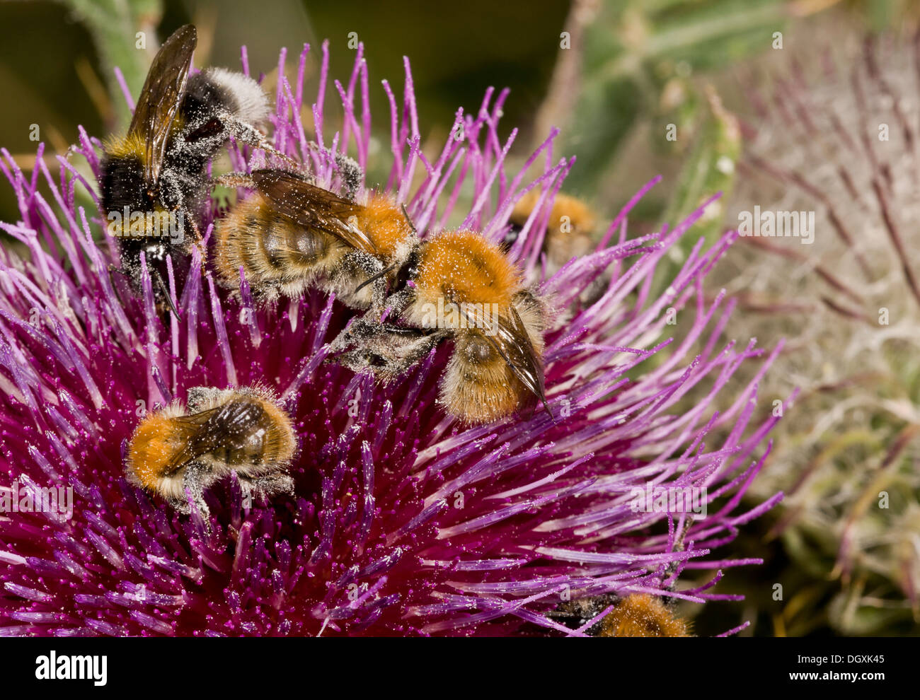 Mixed bumble-bees, mainly Carder Bees, visiting Woolly thistle, Cirsium eriophorum. Stock Photo