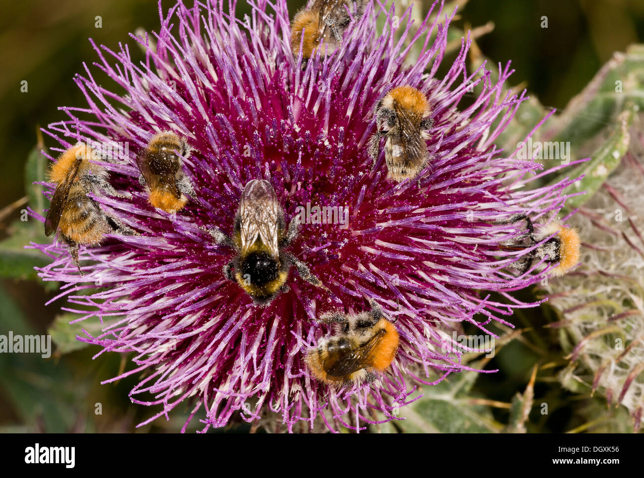 Mixed bumble-bees, mainly Carder Bees, visiting Woolly thistle, Cirsium eriophorum. Stock Photo