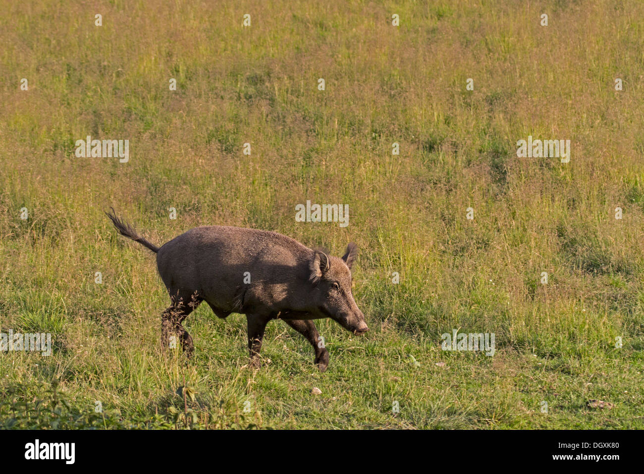 Wild boar in a meadow / Sus scrofa Stock Photo