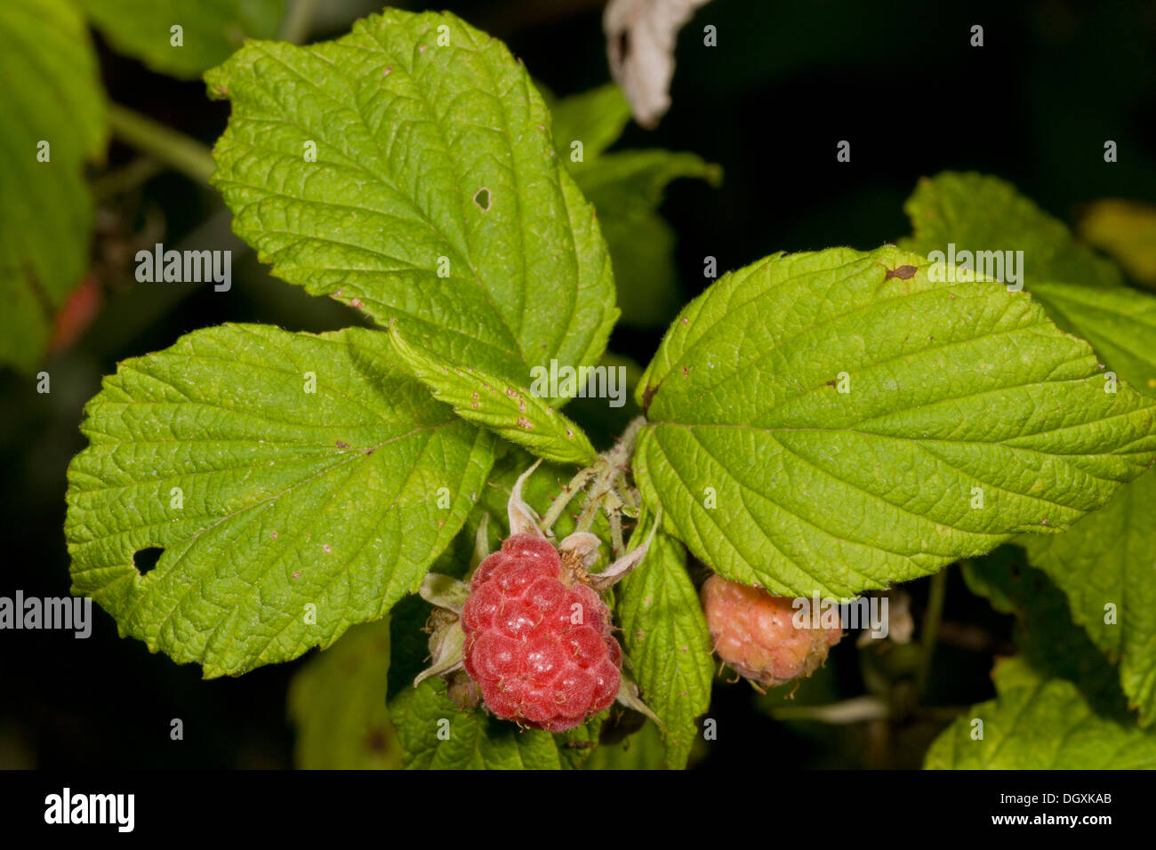 Wild Raspberry in fruit, Rubus idaeus. Stock Photo