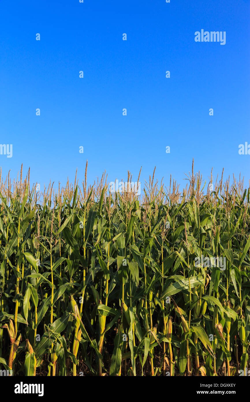 Corn field with blue sky. Focused on the corn field horizon. Vertical ...