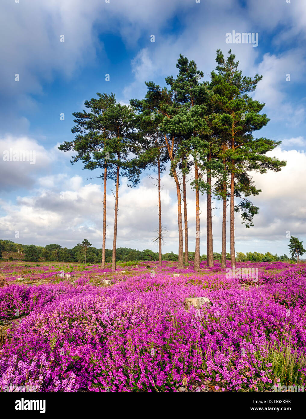 Scots Pine trees and bell heather (Erica cinerea) in bloom at Arne in Dorset. Stock Photo