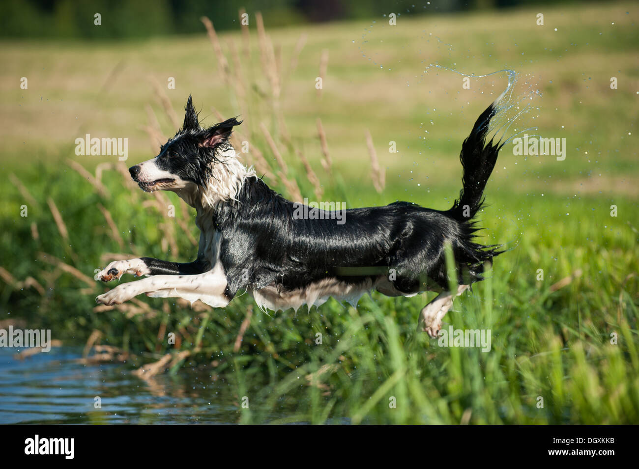 Dog jumps into the water Stock Photo Alamy