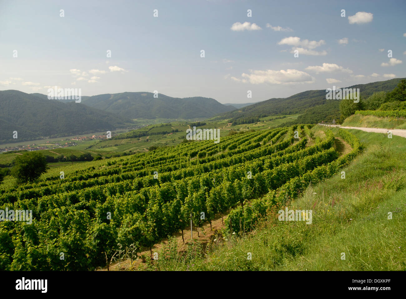 Vineyards near Krems above the river Donau, Wachau, Lower Austria Stock Photo