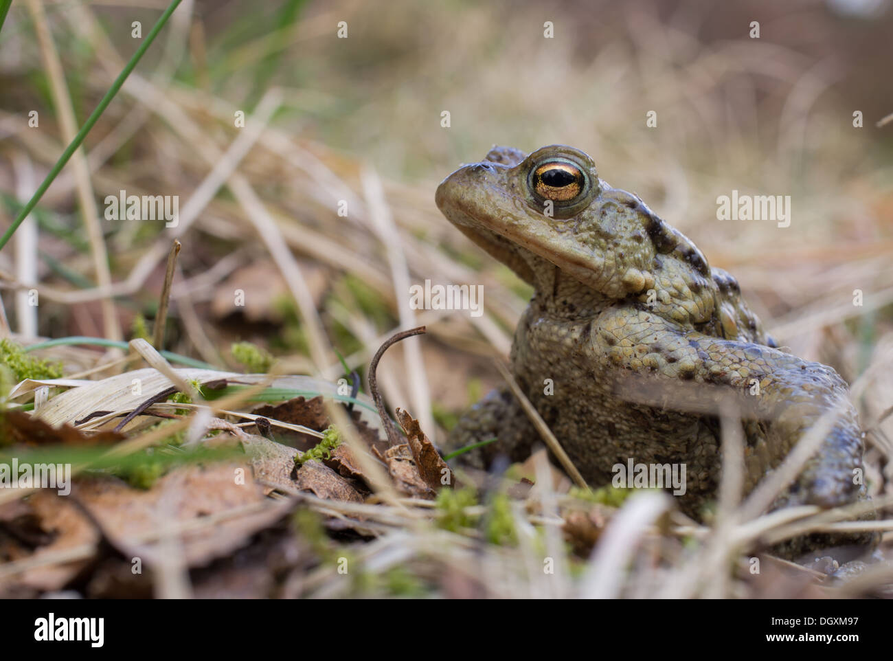 common toad on the side of Loch Ruthven Stock Photo