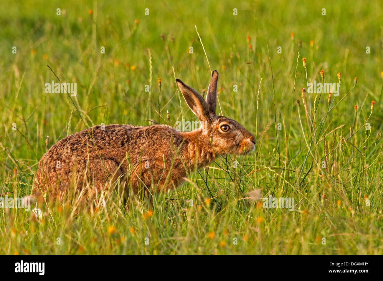 European Hare (Lepus europaeus Stock Photo - Alamy