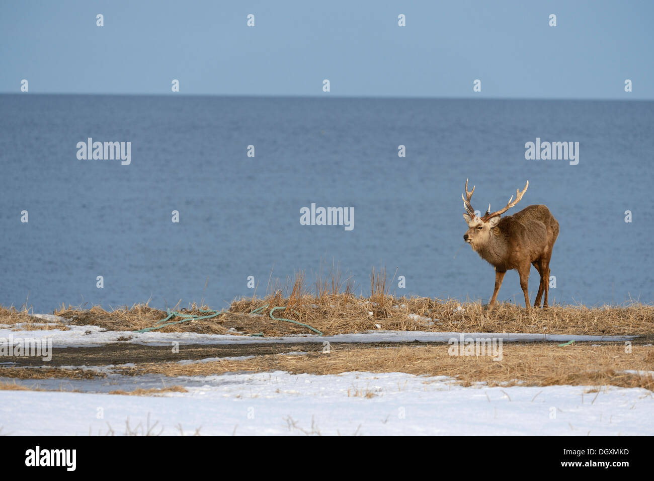 Hokkaido sika deer, spotted deer or Japanese deer (Cervus nippon yesoensis), male, stag, Shiretoko Nationalpark, Rausu, Hokkaido Stock Photo