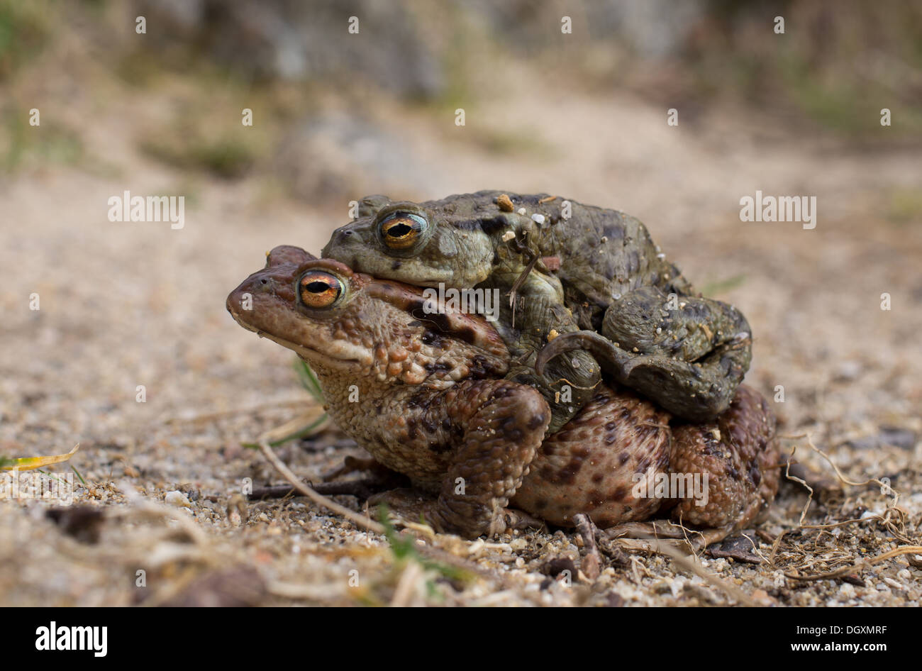 Pair of common toads on the side of Loch Ruthven Stock Photo