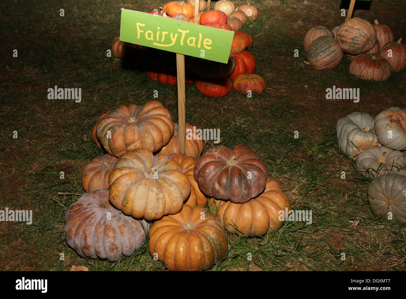 Fairytale Pumpkin Farm Autumn Fall Pumpkins Harvest Stock Photo