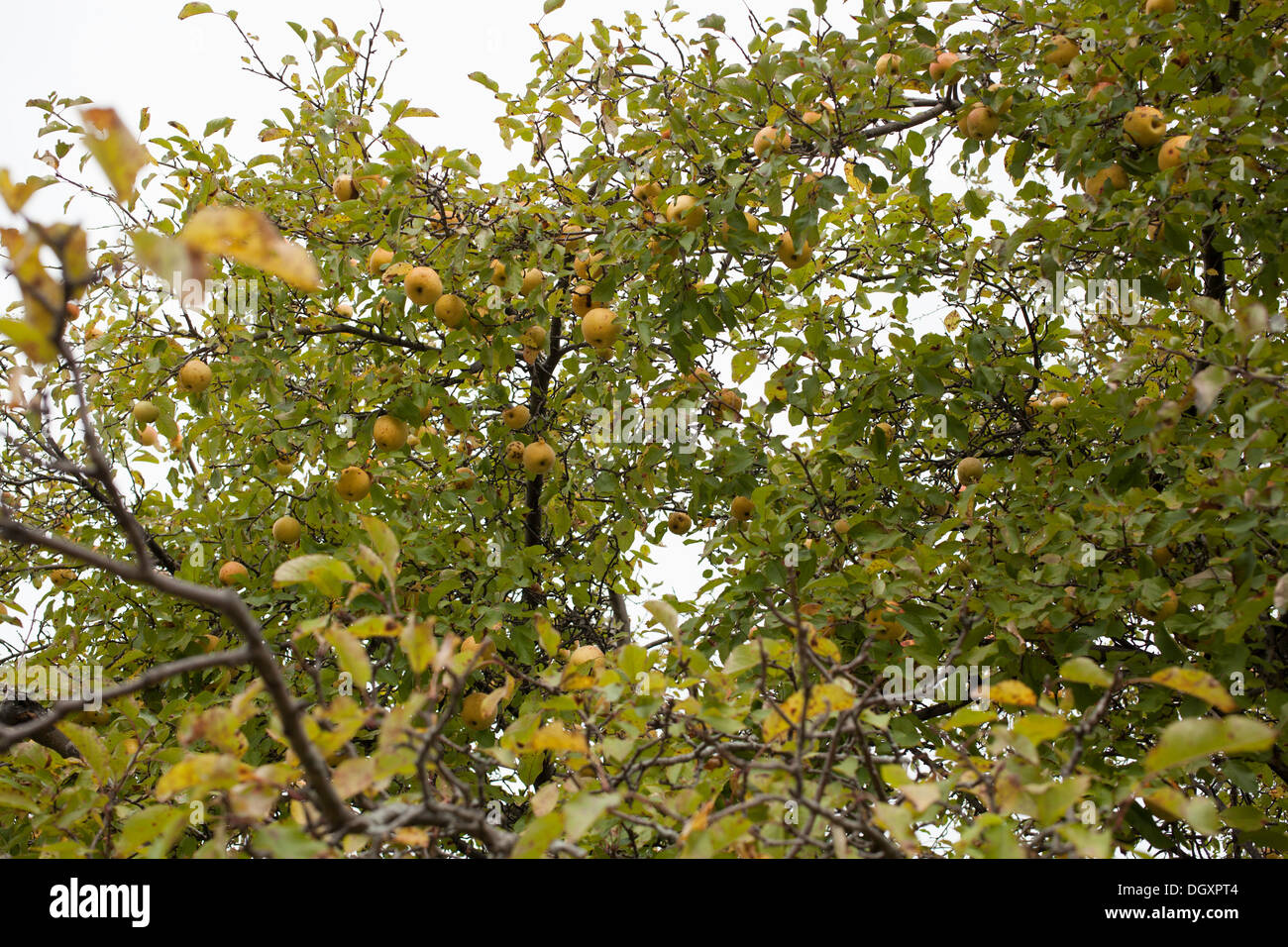 Old apple tree from abandoned orchard Stock Photo