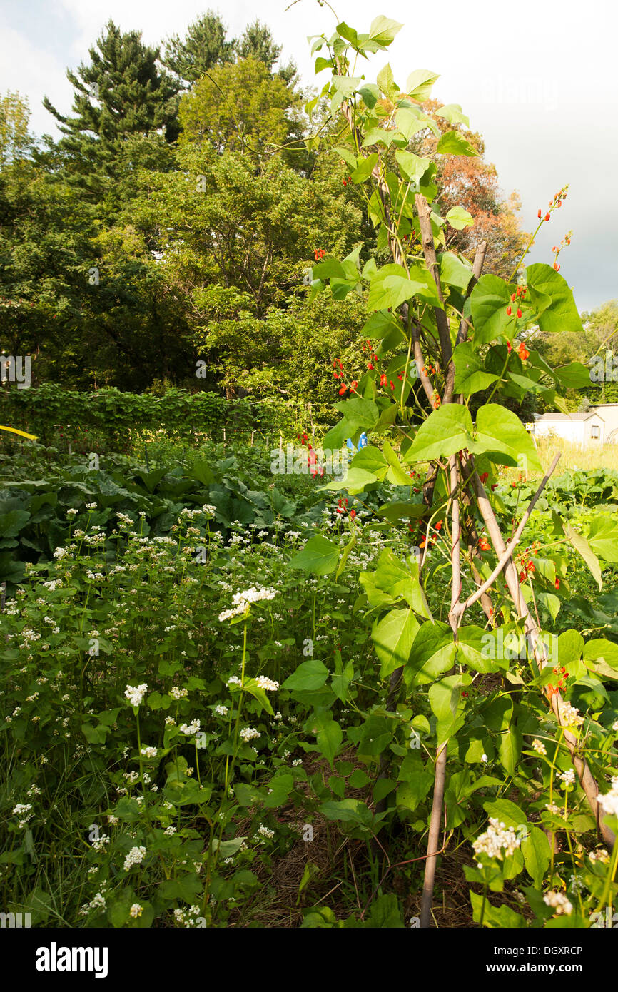 View of a lush community garden partially in shade, with blooming buckwheat and scarlet runner beans in foreground. Stock Photo