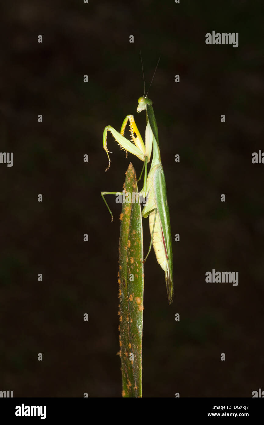 Peruvian Shield Mantis (Choeradodis rhombicollis) in praying position on leaf Stock Photo
