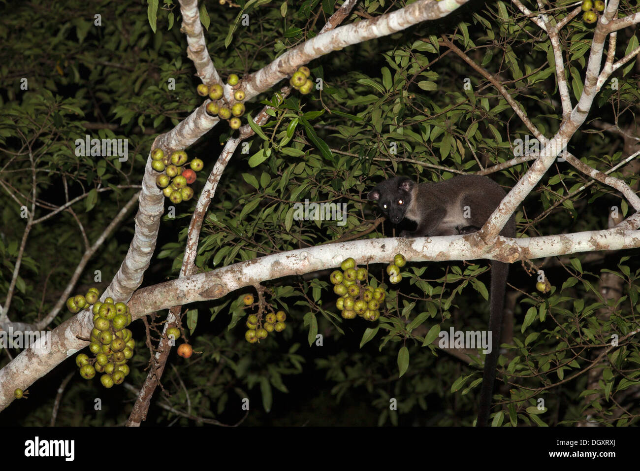 Small-toothed Palm Civet (Arctogalidia trivirgata) walking on a branch in tropical rainforest tree along the Kinabatangan River at night Stock Photo