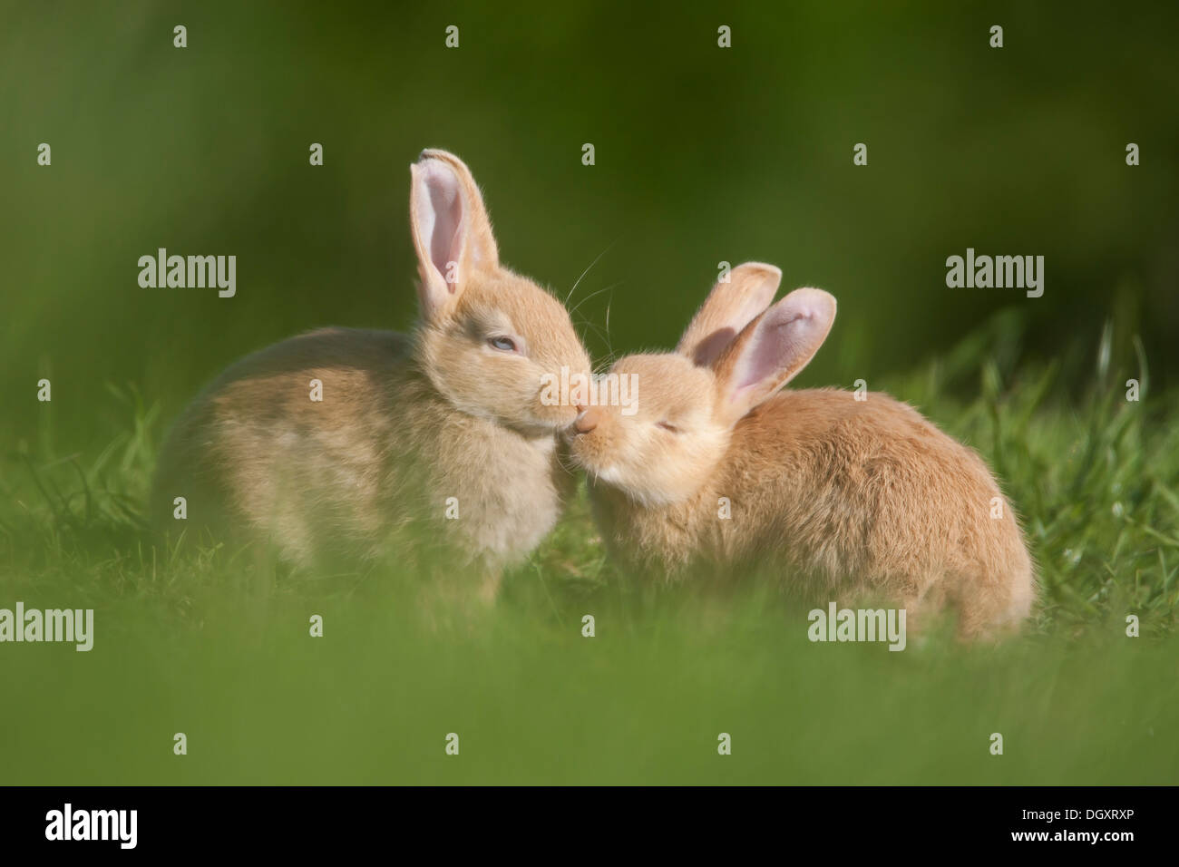 Wild Baby Bunny Rabbits (Oryctolagus cuniculus). Rare golden colour