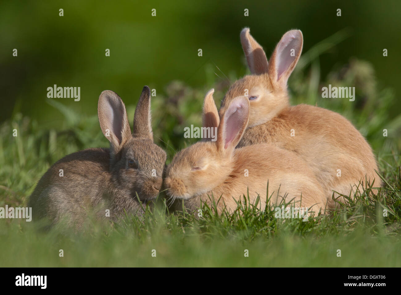 Wild Baby Bunny Rabbits (Oryctolagus cuniculus). One brown, two rare