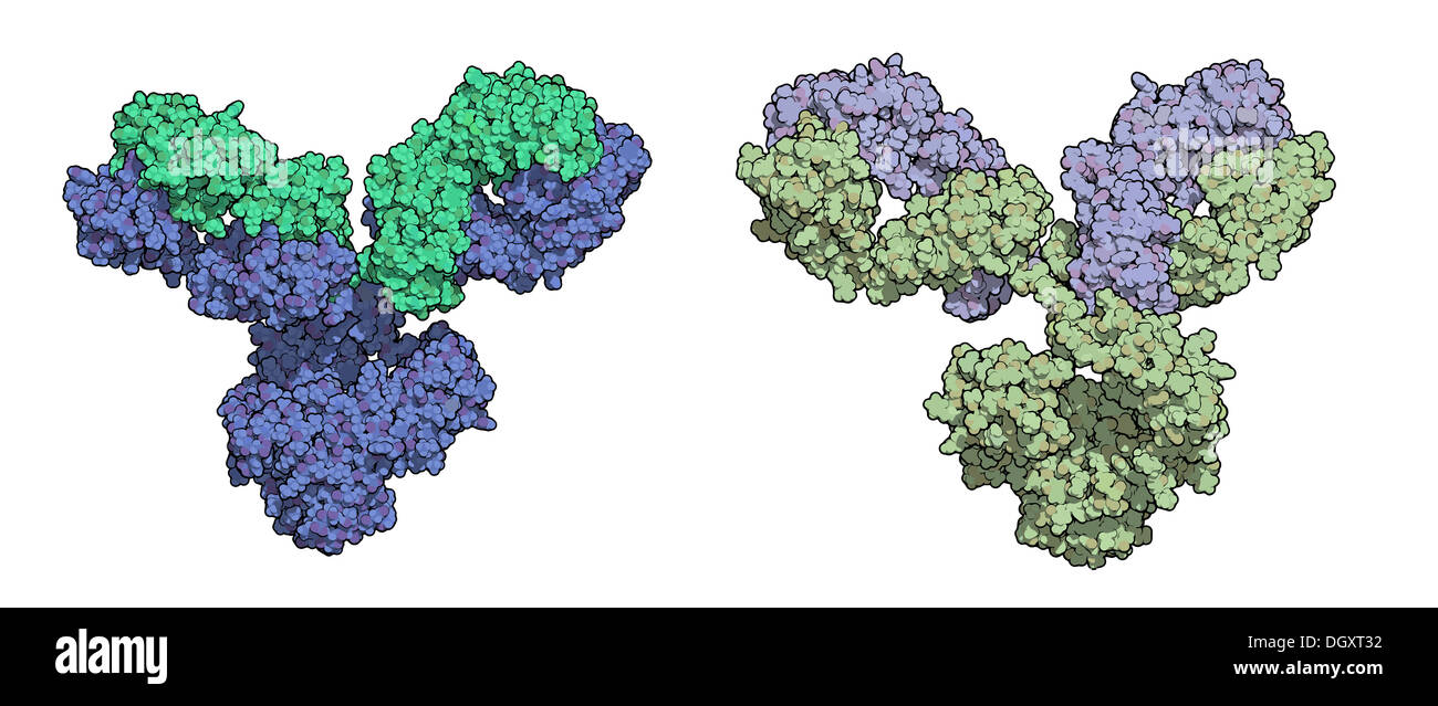 IgG1 monoclonal antibody (immunoglobulin). Play essential role in ...