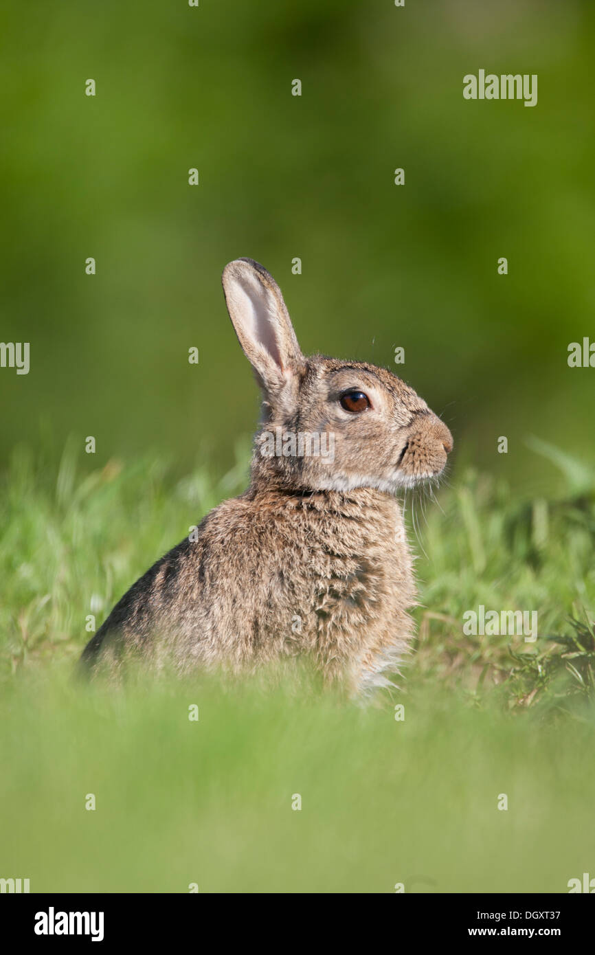 Wild Adult Rabbit (Oryctolagus cuniculus) in grassland setting.  Yorkshire Dales, North Yorkshire, England, UK. Stock Photo