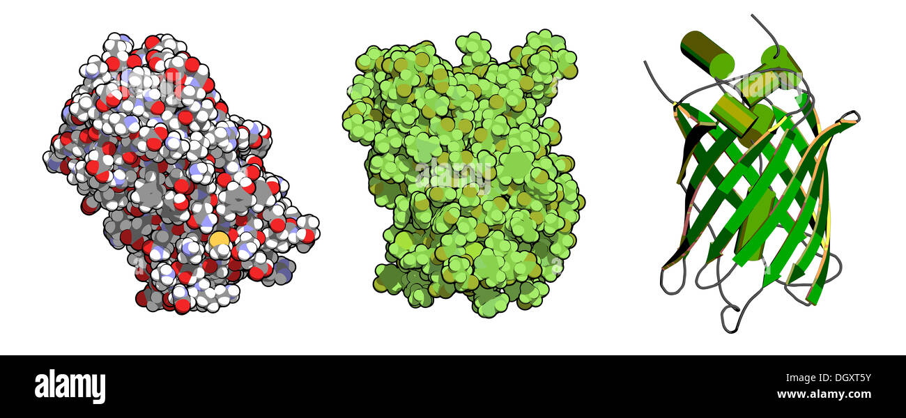 Jellyfish green fluorescent protein hires stock photography and images