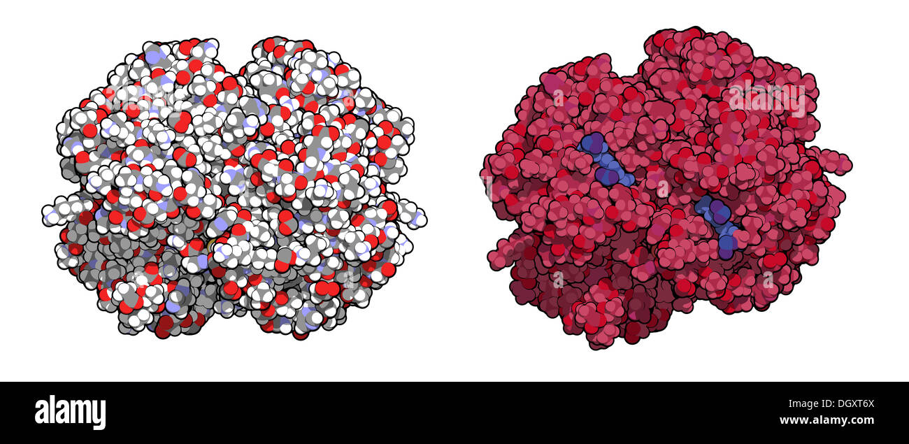 Hemoglobin (human, Hb) protein molecule, chemical structure. Iron