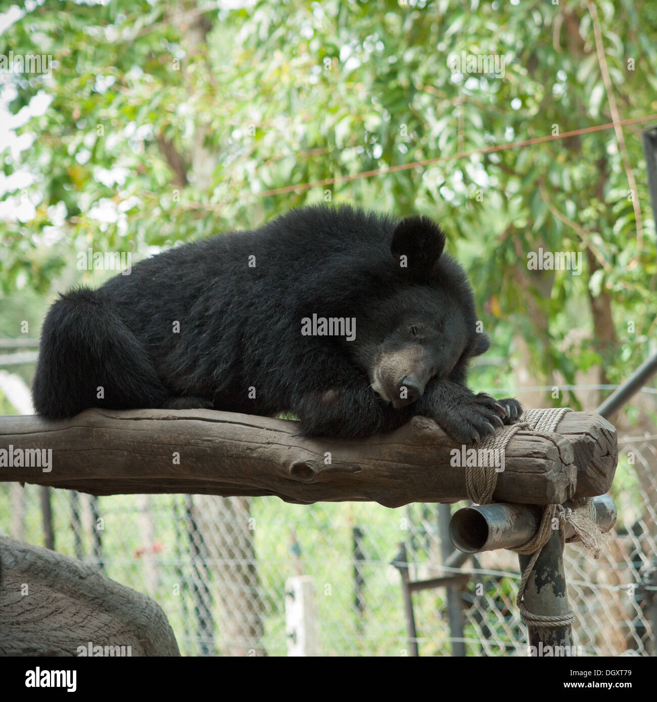 An Asiatic black bear (Ursus thibetanus), a.k.a. a moon bear, at the Phnom Tamao Wildlife Rescue Center in Phnom Tamao, Cambodia Stock Photo