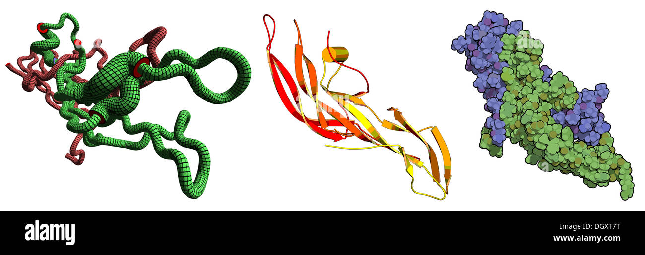 Human Chorionic Gonadotropin (hCG) glycoprotein hormone, chemical ...