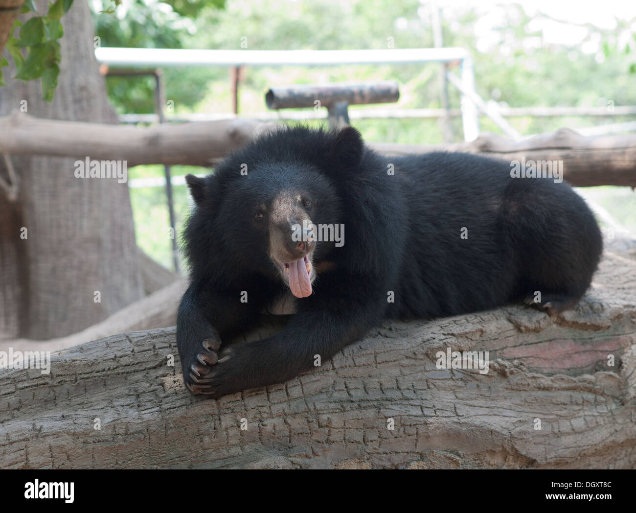 An Asiatic black bear (Ursus thibetanus), a.k.a. a moon bear, at the Phnom Tamao Wildlife Rescue Center in Phnom Tamao, Cambodia Stock Photo