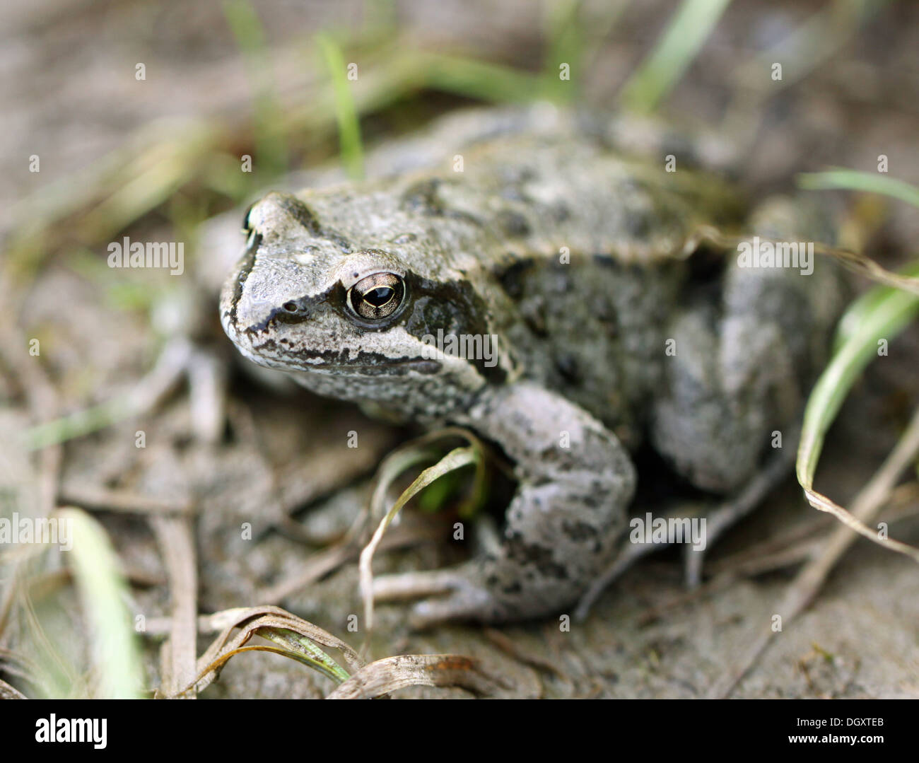 Big brown frog on forest land Stock Photo