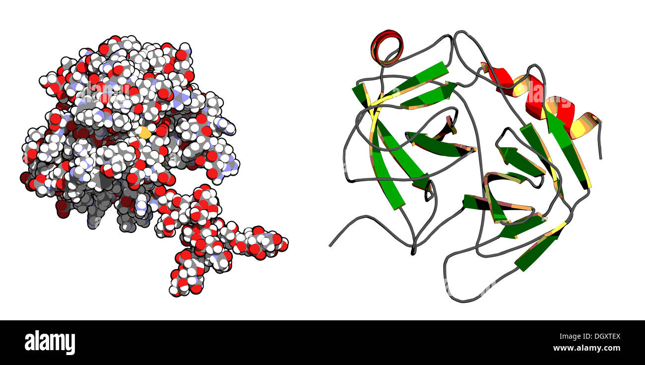 Prostate-specific antigen (PSA, gamma-seminoprotein , kallikrein-3 ...