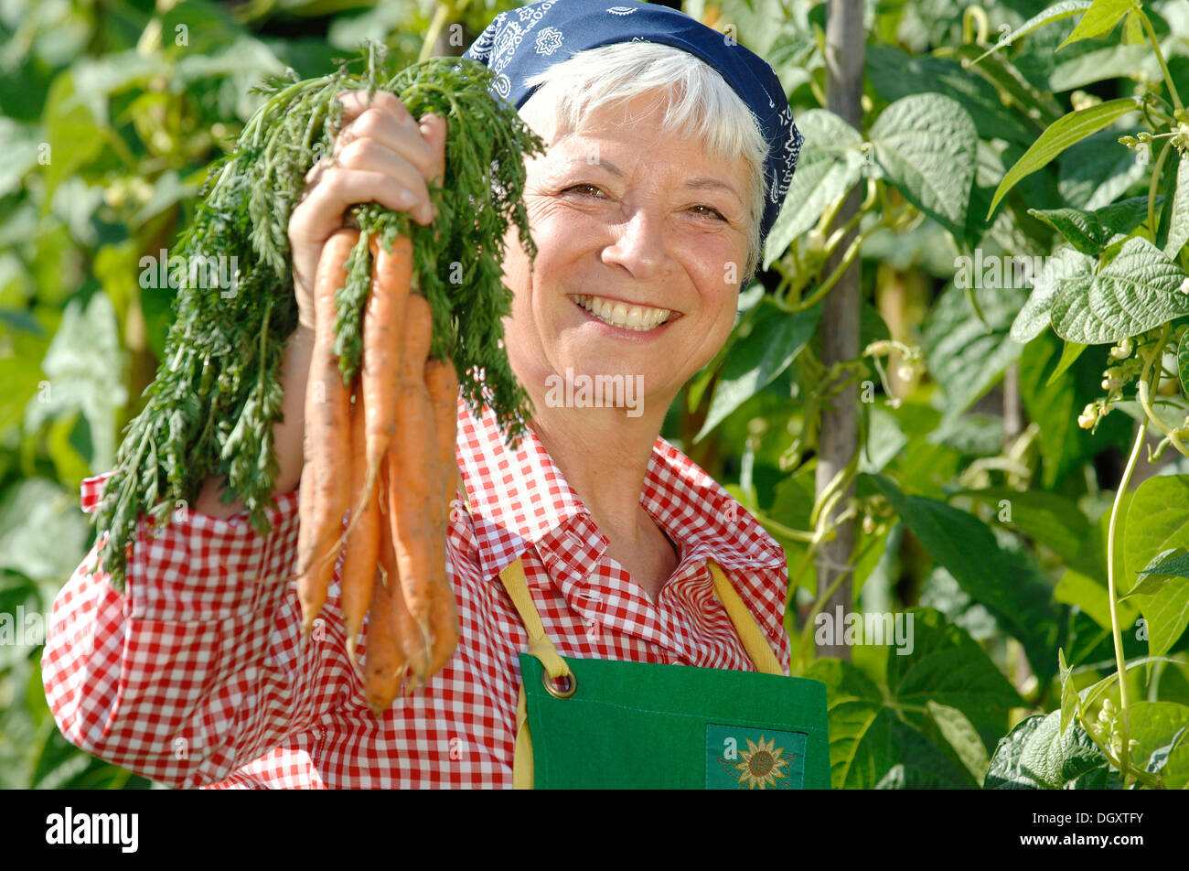 Elderly woman, gray-haired, 55-65, holding a bunch of fresh carrots, wearing gardening clothes and standing in front of bean Stock Photo