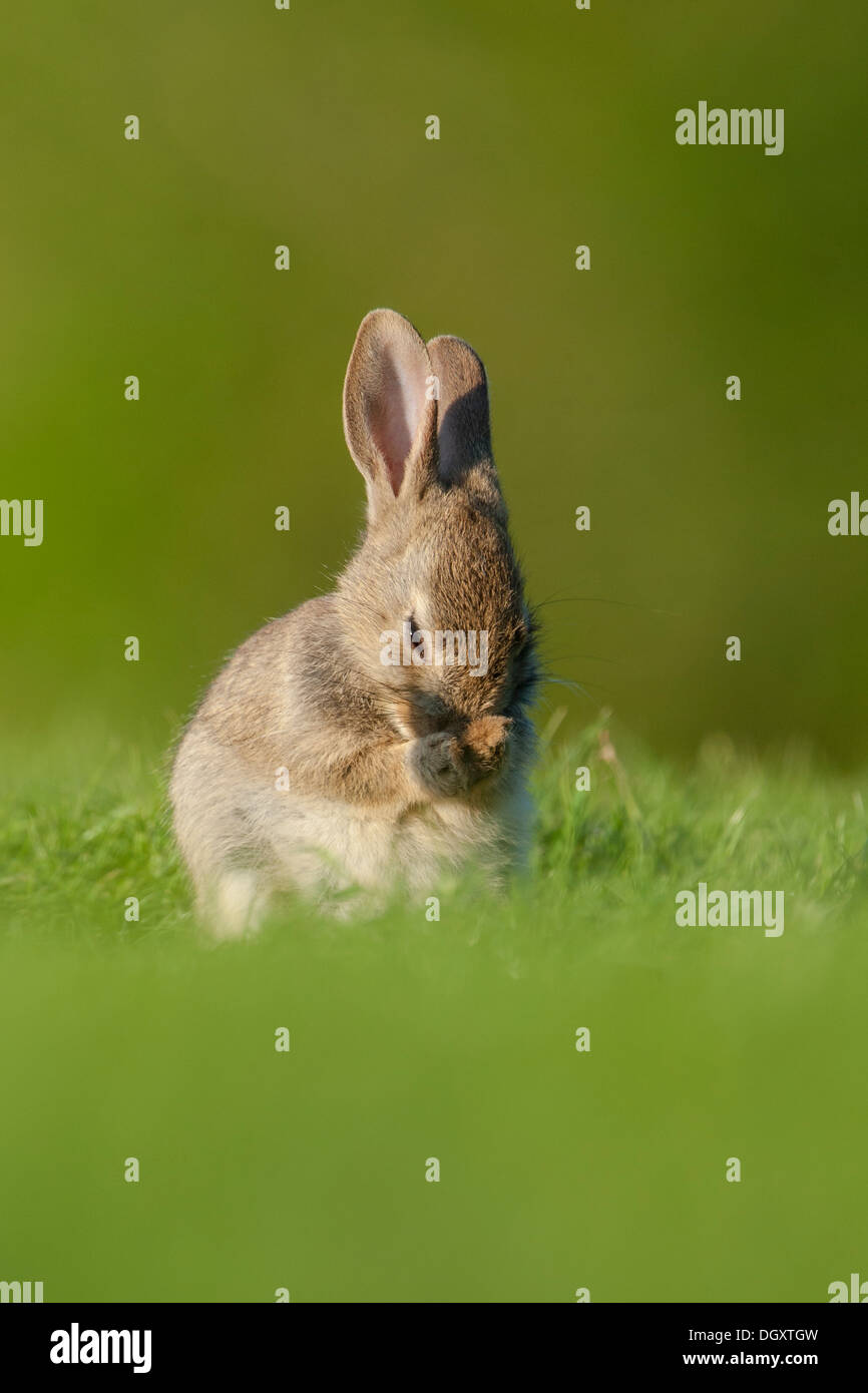 Wild Baby Rabbit (Oryctolagus cuniculus) Washing in grassland setting