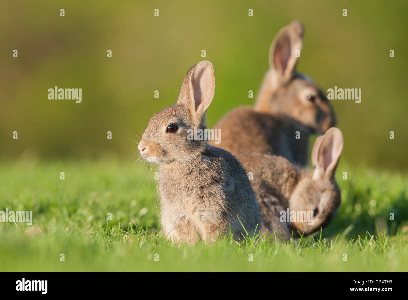 Wild Baby Rabbit Family (Oryctolagus cuniculus) in grass near to warren