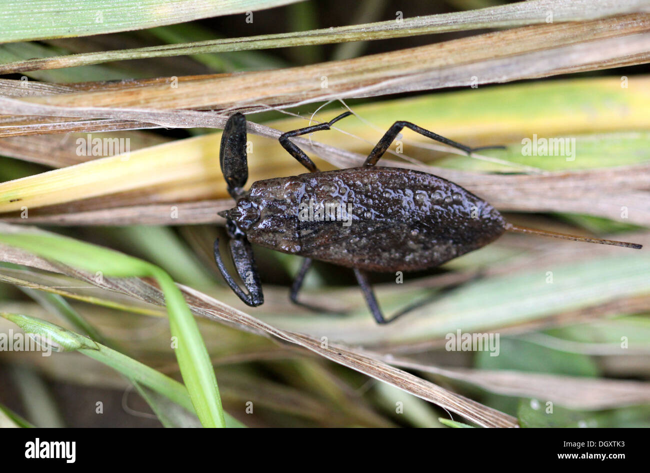 River scorpion sitting on the green grass Stock Photo