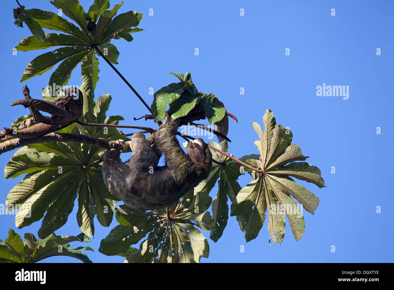 Wild sloth climbing up to the top of a Cecropia tree in rainforest. Brown-throated Three-toed Sloth (Bradypus variegatus) Stock Photo