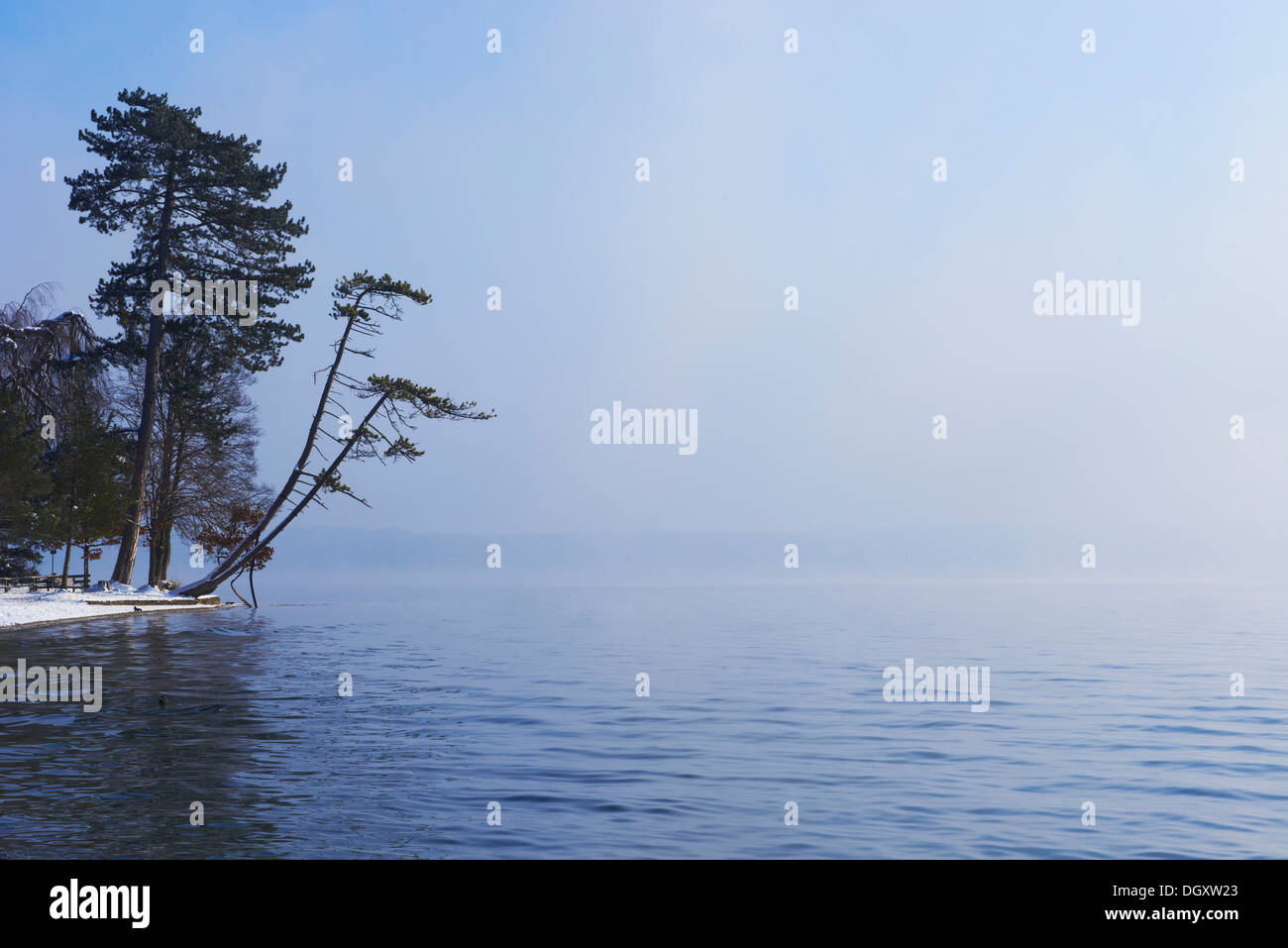 Slanted tree hi-res stock photography and images - Alamy