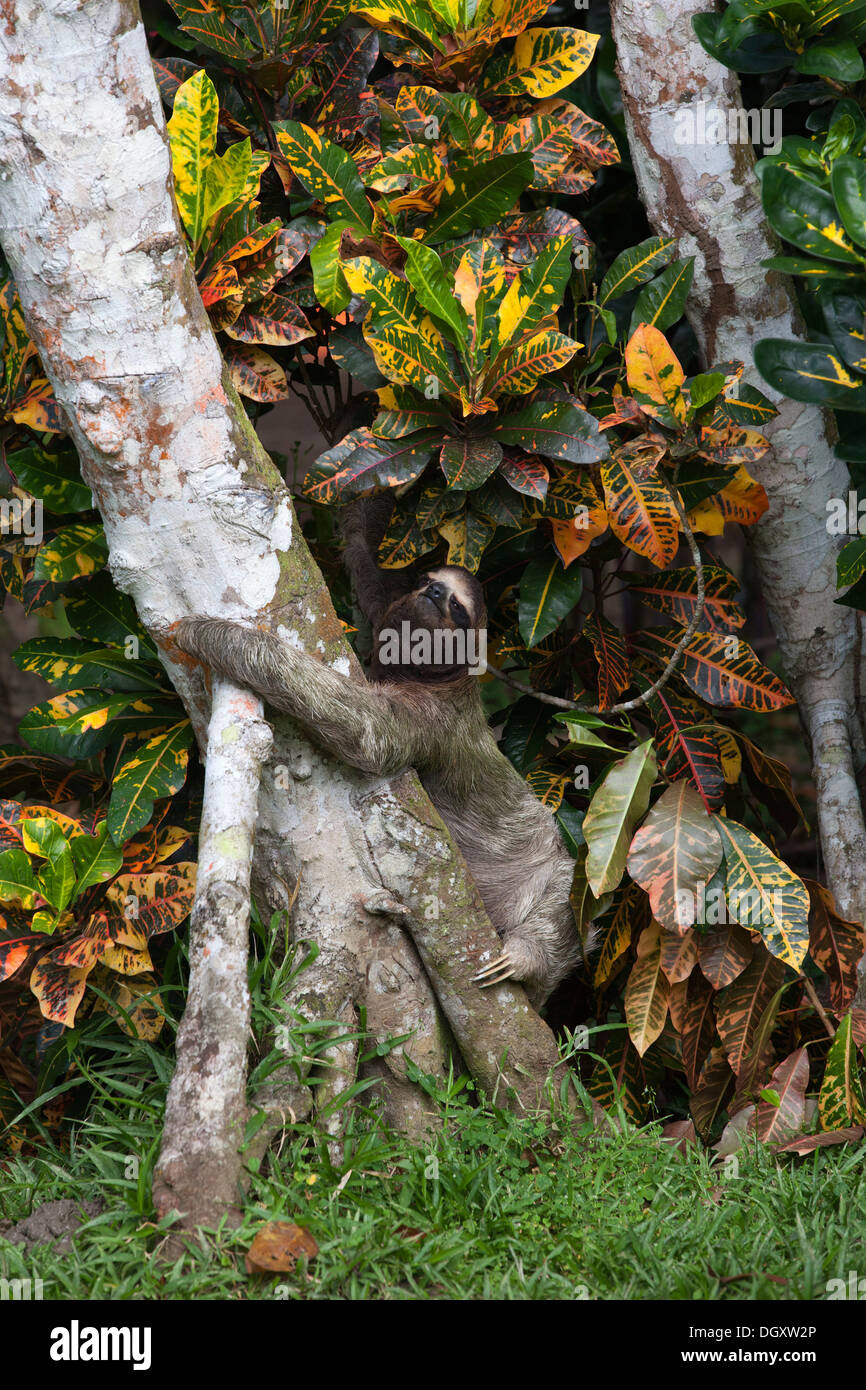 Wild Brown-throated Three-toed Sloth (Bradypus variegatus) climbing down tree to cross over to another tree on the ground Stock Photo