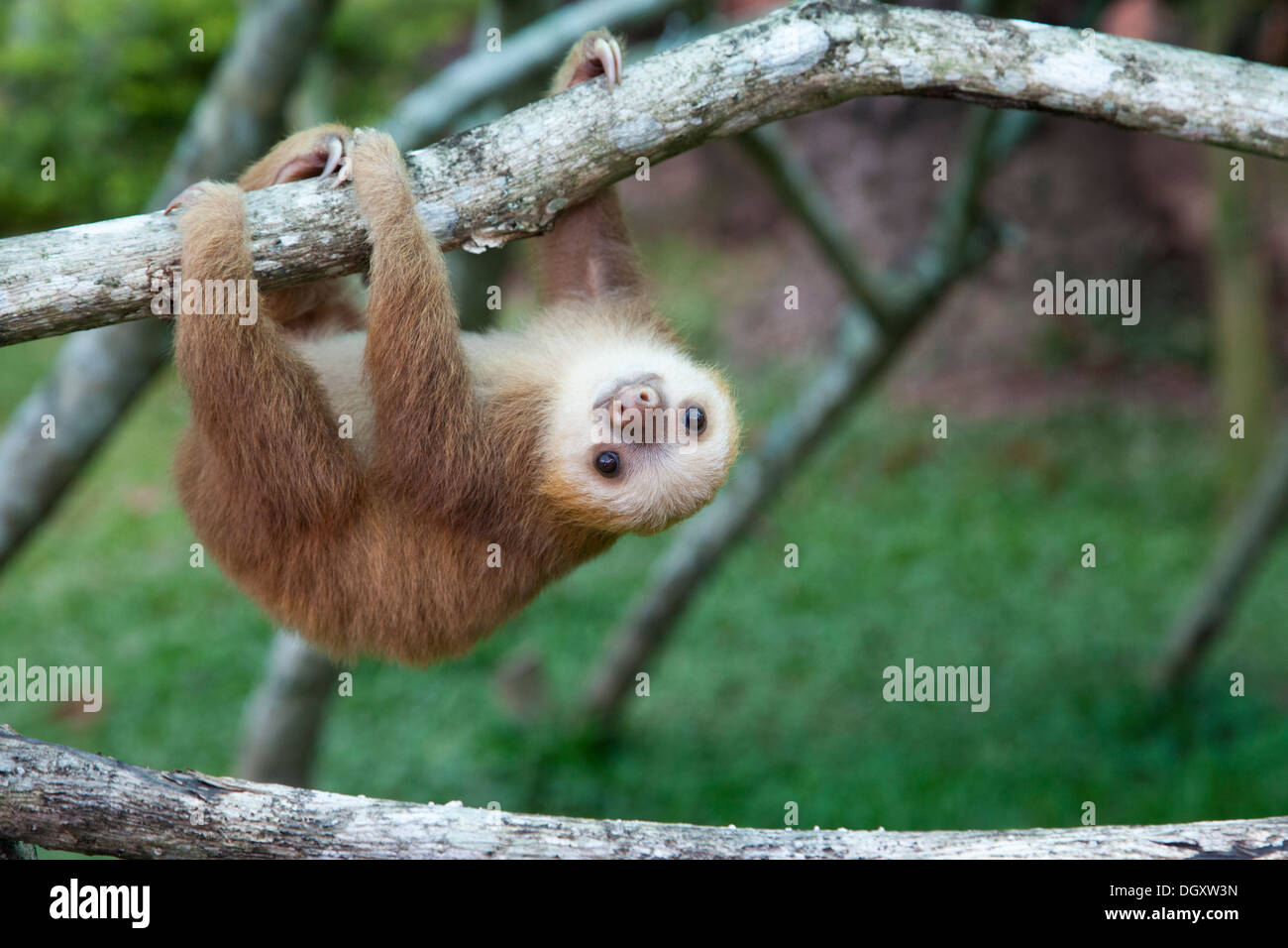 Hoffmann's Two-toed Sloth (Choloepus hoffmanni) orphan at the Sloth Sanctuary of Costa Rica, playing on tree branch jungle gym Stock Photo