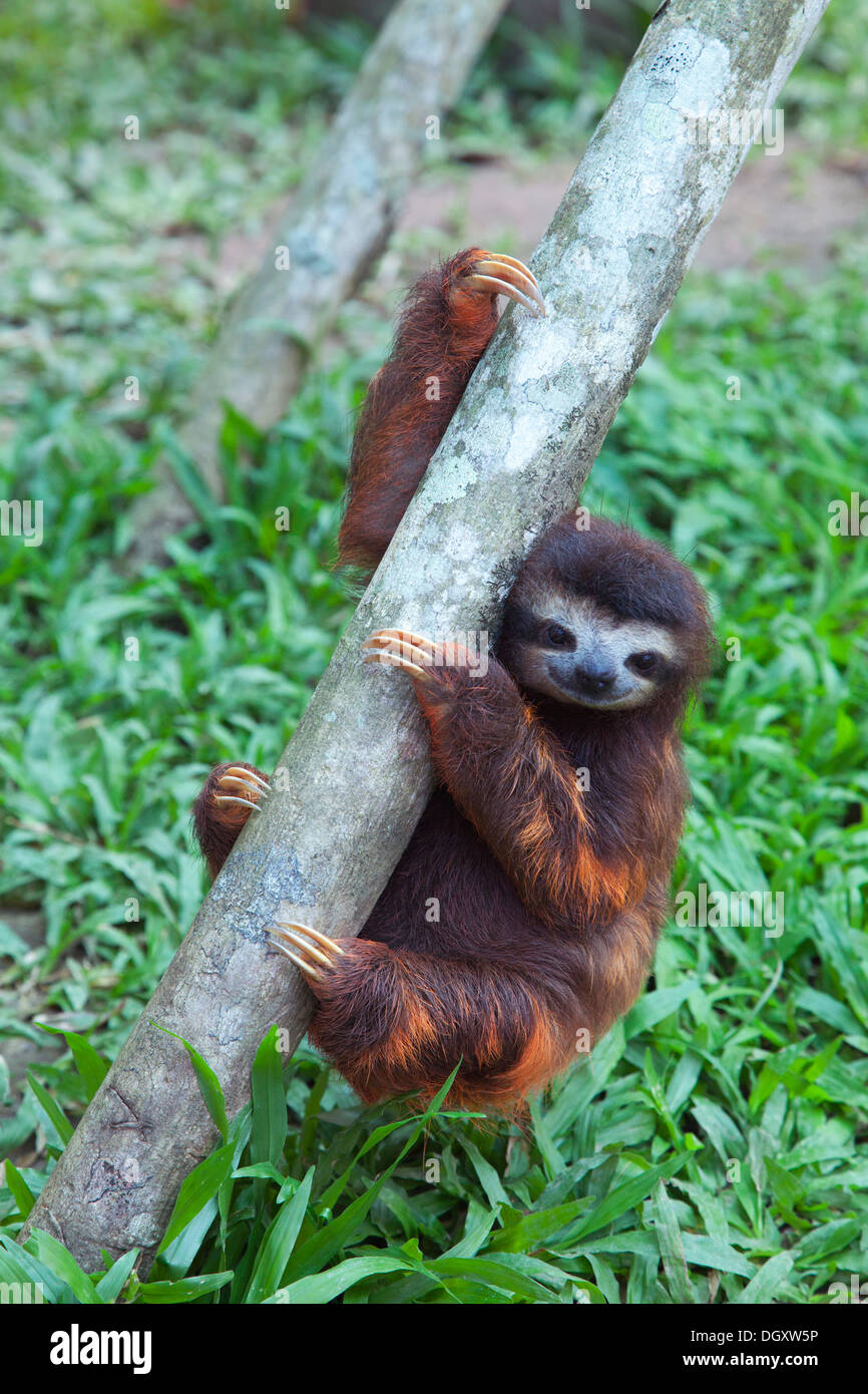 Brown-throated Three-toed Sloth (Bradypus variegatus) orphan climbing on a tree in play session at the Sloth Sanctuary of Costa Rica Stock Photo