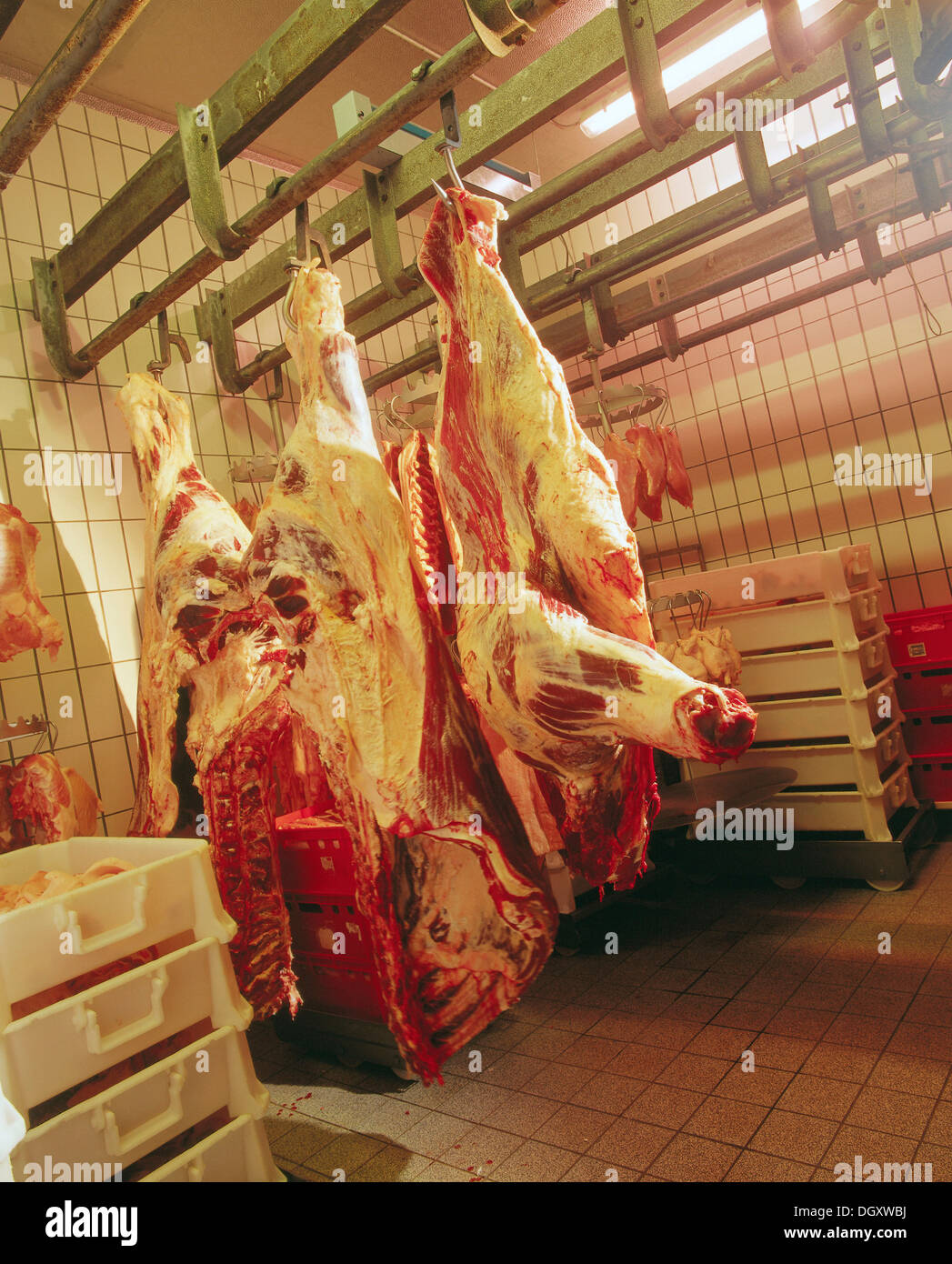 Suspended pig carcasses at a slaughterhouse Stock Photo