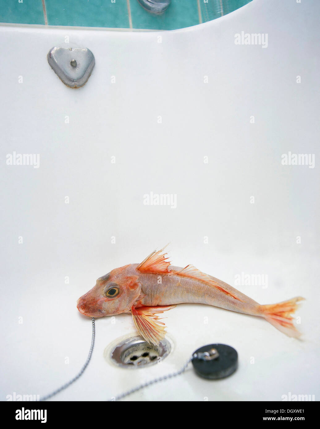 Sea Robin or Gurnard with a pulled plug into an empty bathtub Stock Photo