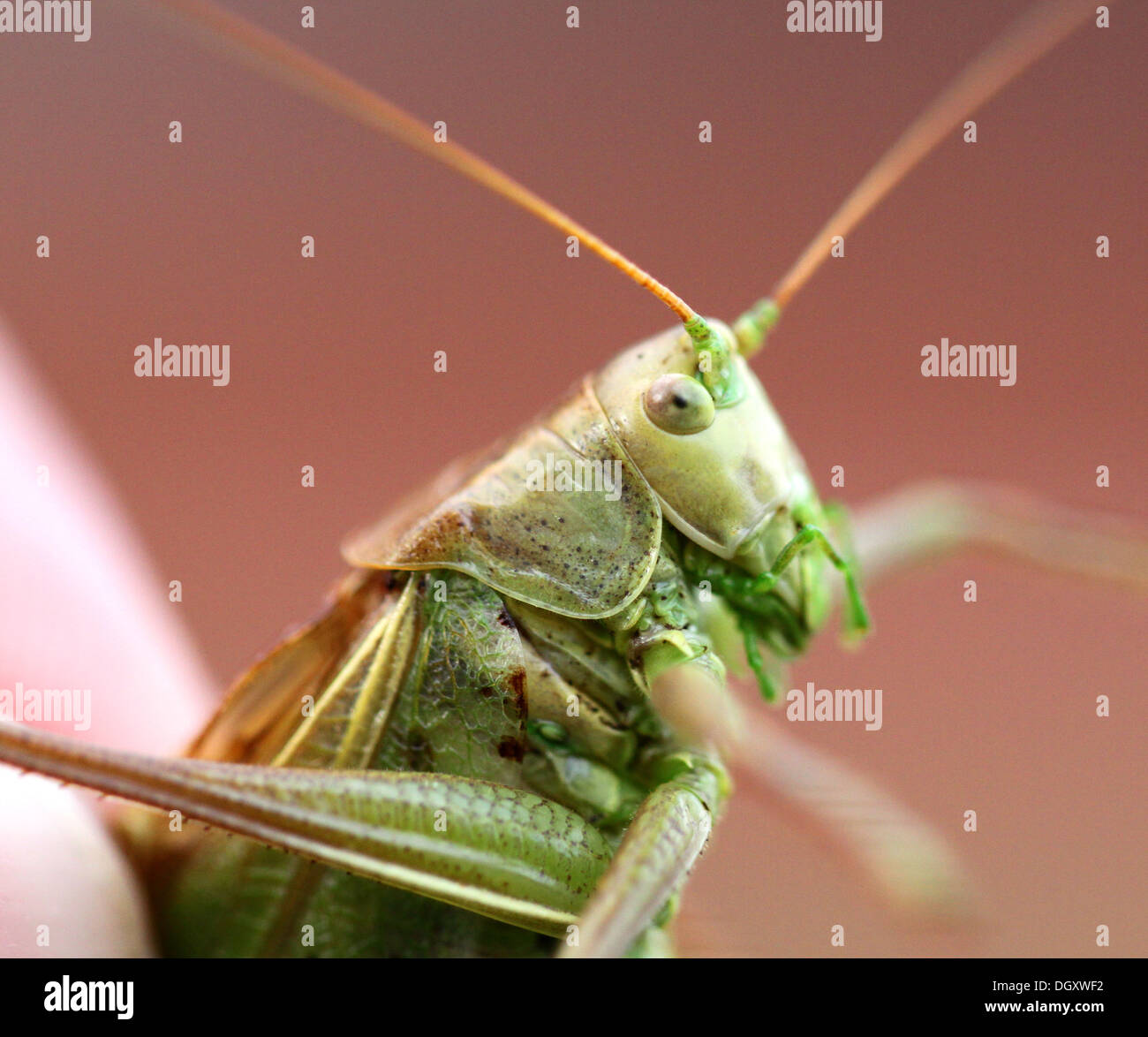 Portrait of a big green locust in the hands Stock Photo