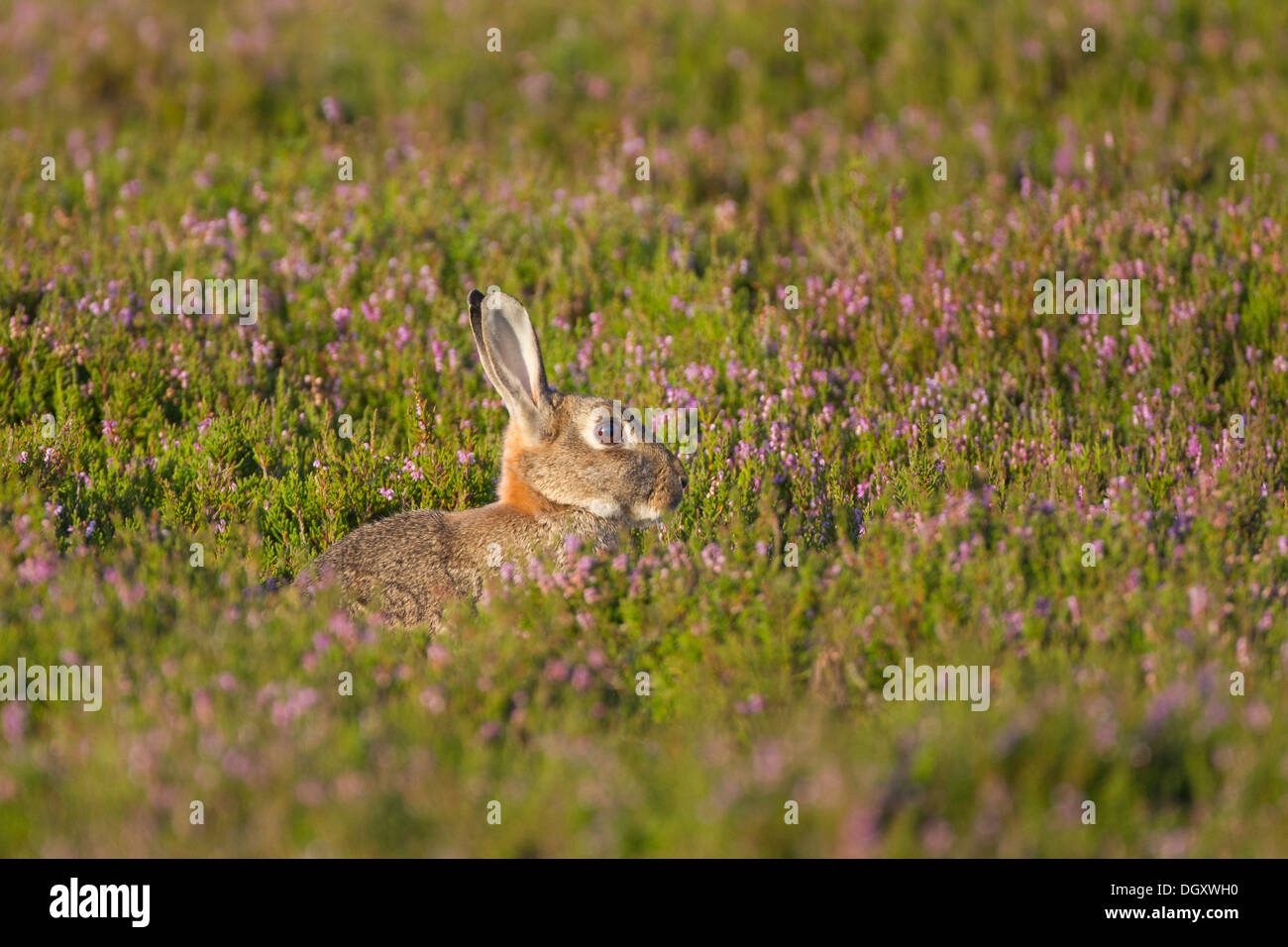 Wild Rabbit (Oryctolagus cuniculus) in Heather Moorland. Yorkshire Dales, North Yorkshire, England, UK. Stock Photo