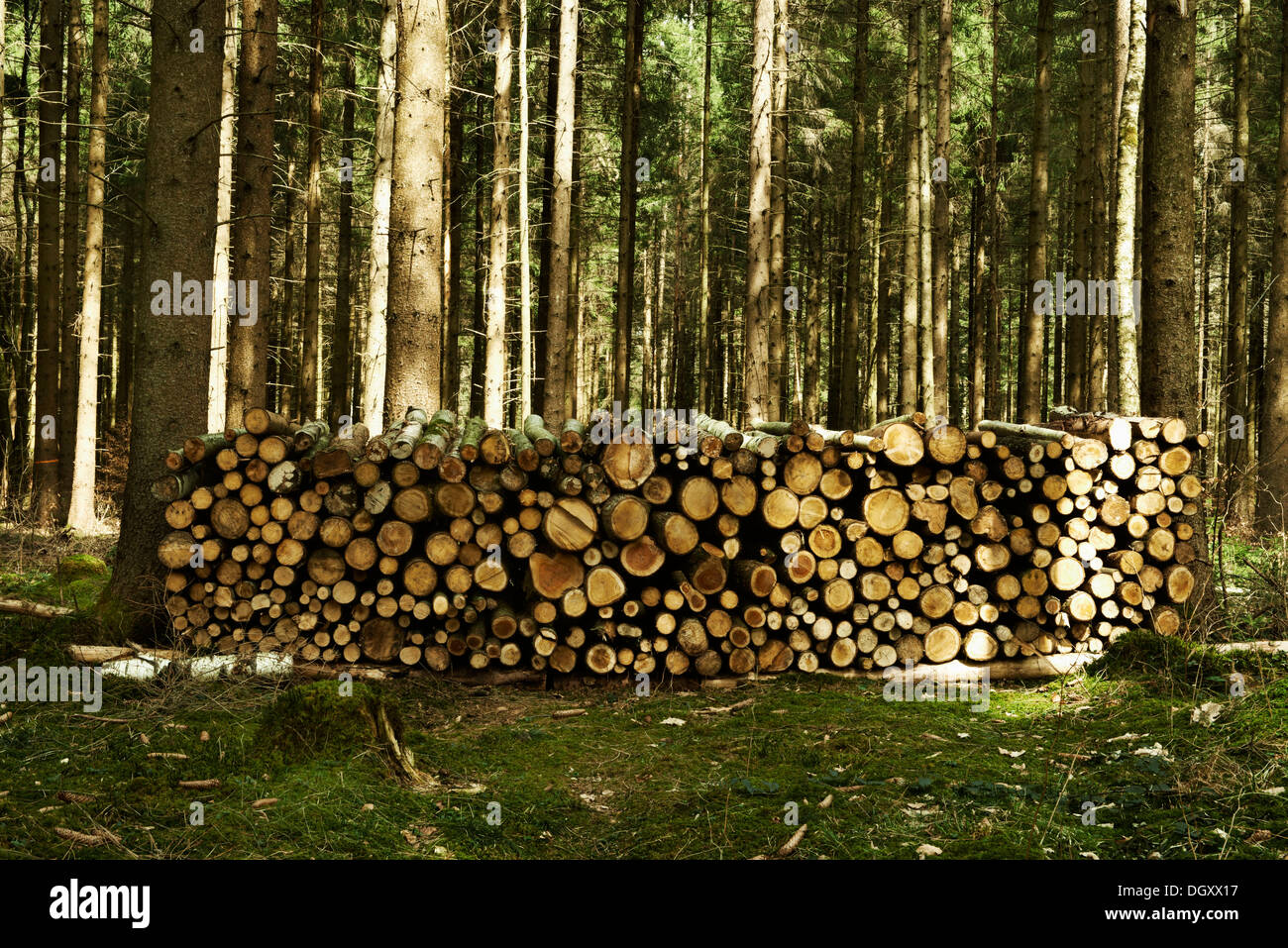 Stack of wood, spruce logs in a spruce forest, Starnberg, Gauting, Upper Bavaria, Bavaria, Germany Stock Photo