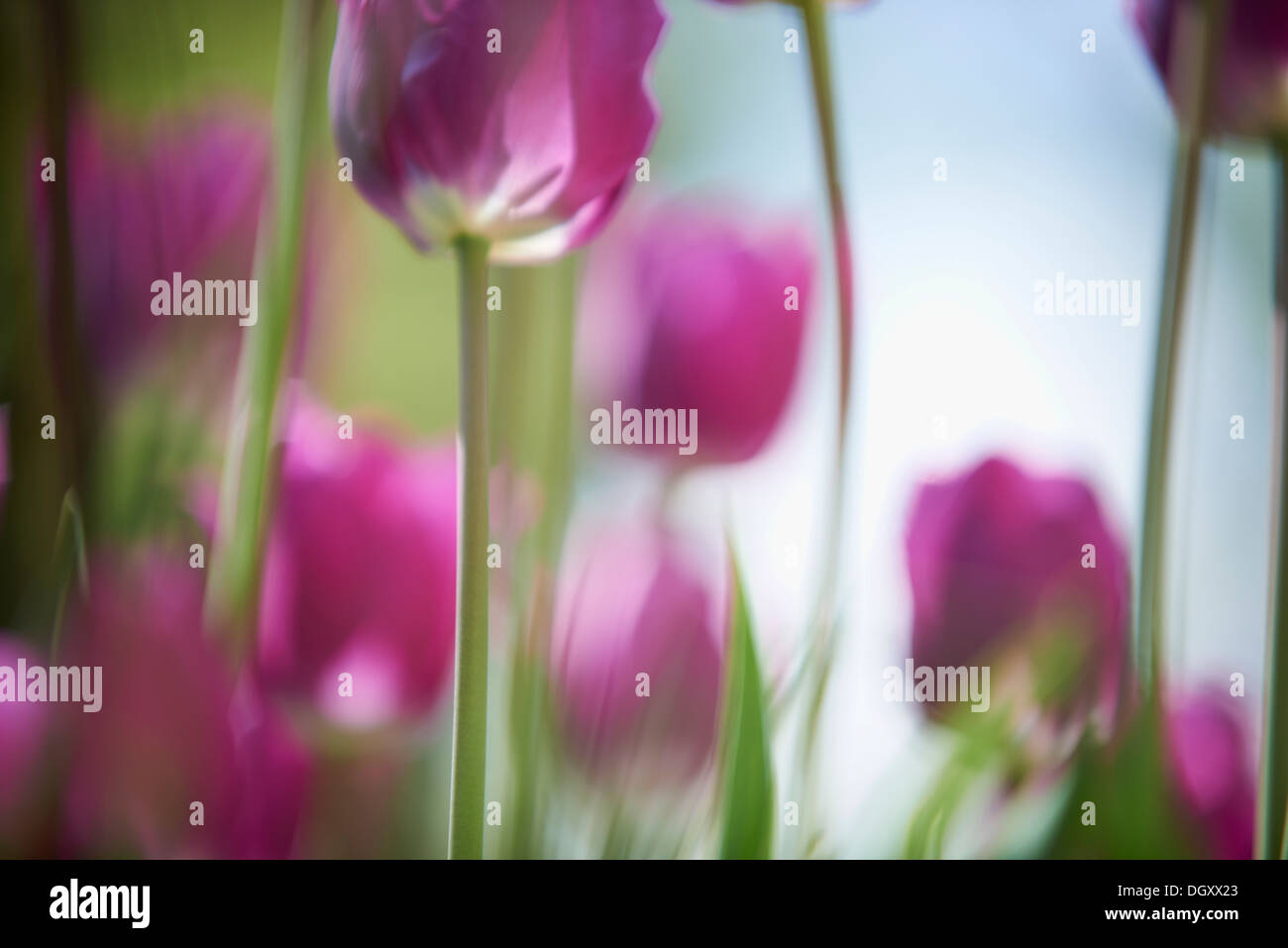 Purple tulips (Tulipa), Starnberg, Gauting, Upper Bavaria, Bavaria, Germany Stock Photo