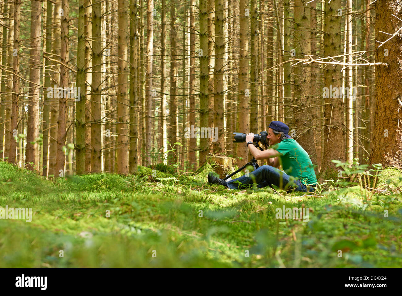 Photographer taking pictures in a spruce forest, Gauting, Upper Bavaria, Bavaria, Germany Stock Photo