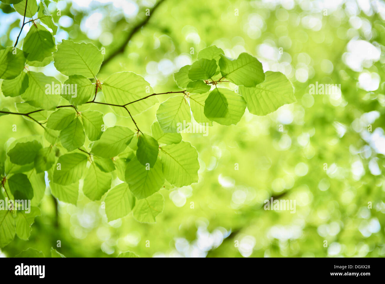 Fresh beech tree leaves (Fagus sp.), Starnberg, Gauting, Upper Bavaria, Bavaria, Germany Stock Photo